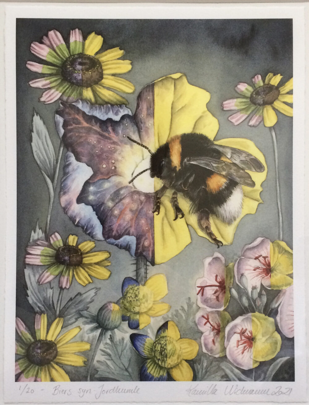 jordbhumle og syn tryk alene