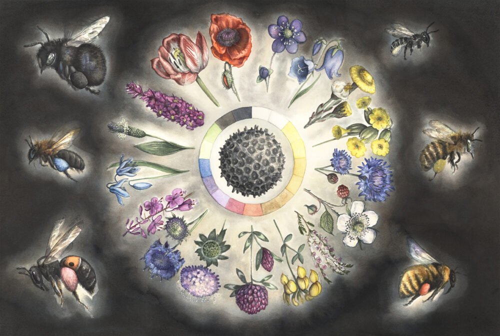 web pollen color in flowers Kamilla Wichmann